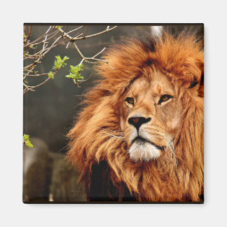 Aimant Lion, Roi de la Jungle