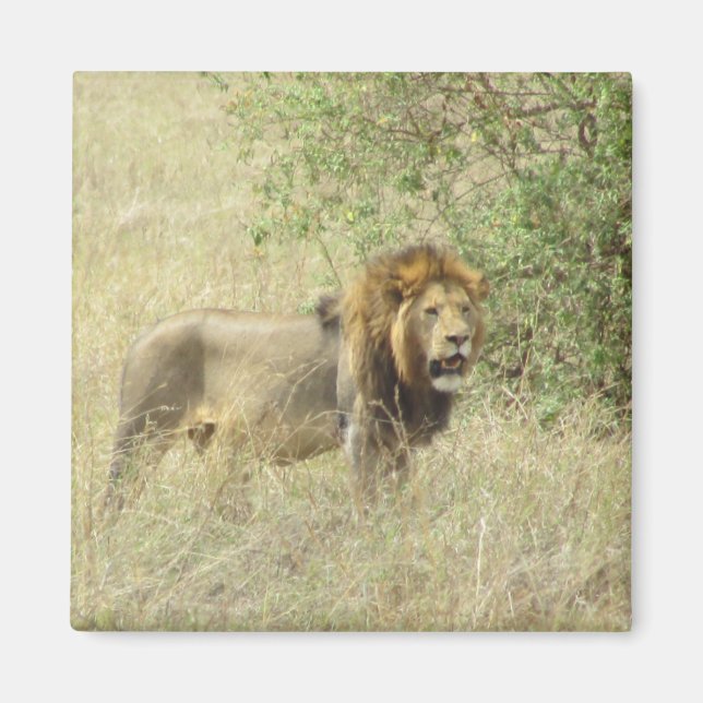 Aimant lion royal (Devant)