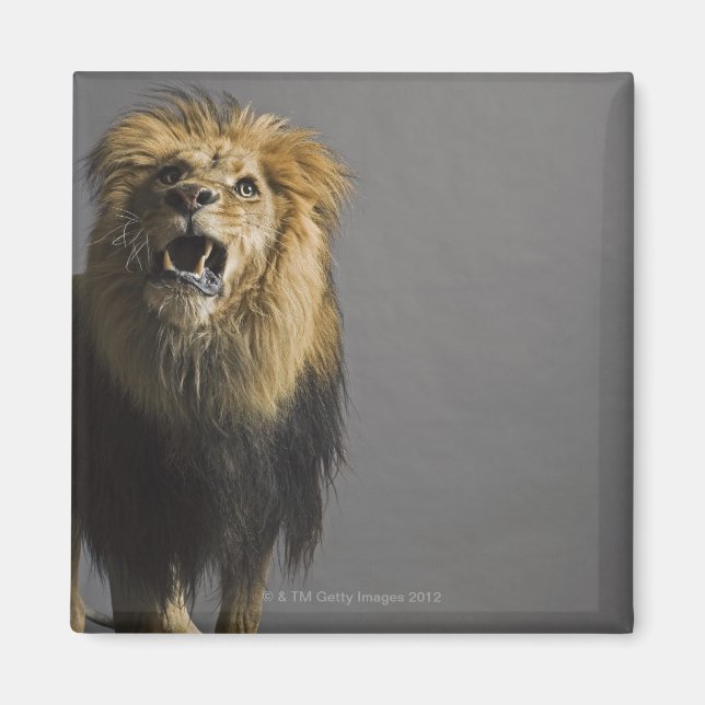 Aimant Lion rugissant (Devant)
