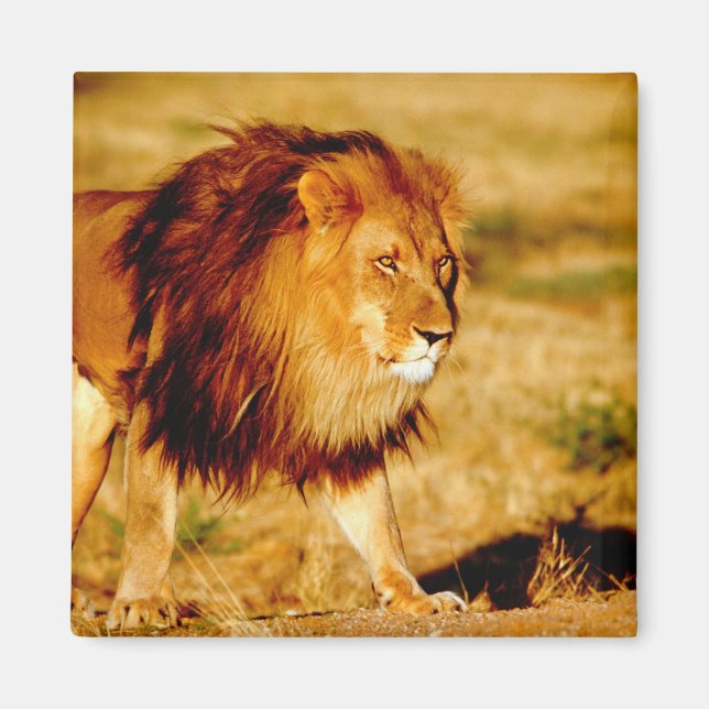 Aimant Lion solitaire (Devant)