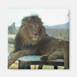 Aimant Lion sur l'aimant de voiture