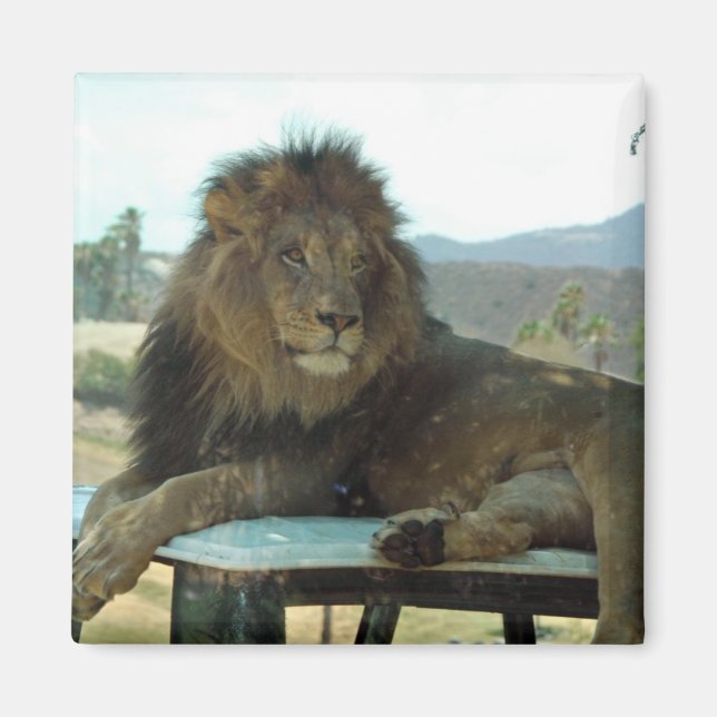 Aimant Lion sur l'aimant de voiture (Devant)