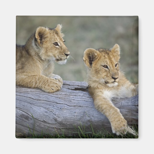 Aimant Lionceaux sur rondin (Devant)
