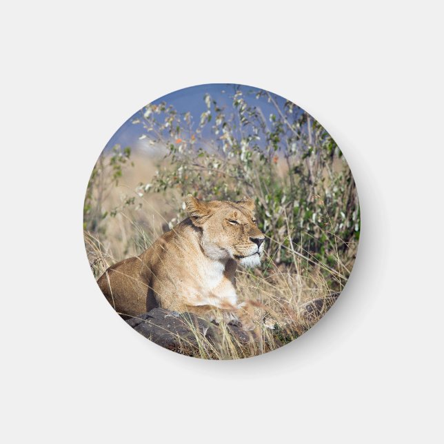 Aimant Lioness resting (Devant)