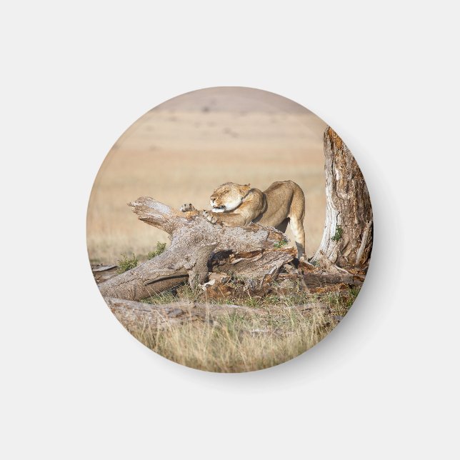 Aimant Lioness stretching (Devant)