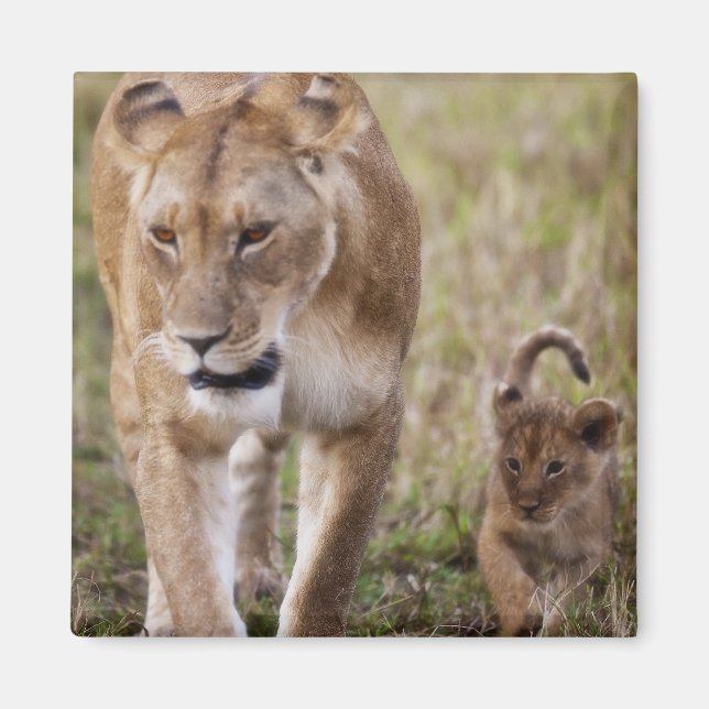 Aimant Lionne avec son petit (Devant)
