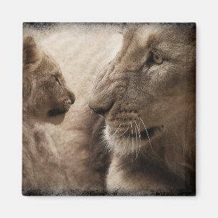 Aimant Lionne et CUB
