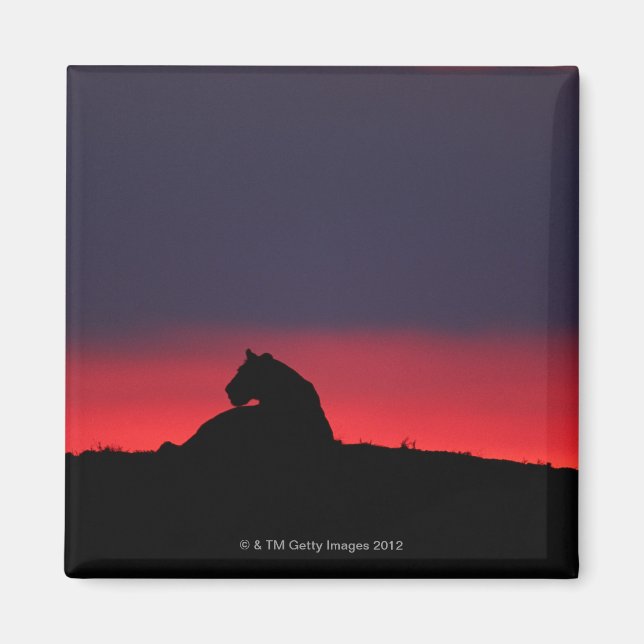 Aimant Lionne (Panthera leo) assise, au coucher du soleil (Devant)