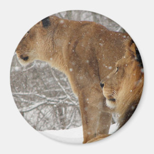 Aimant Lions