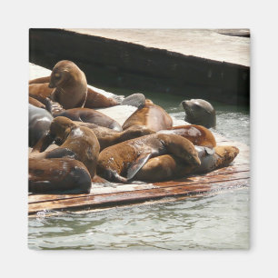 Aimant Lions de mer au soleil à San Francisco