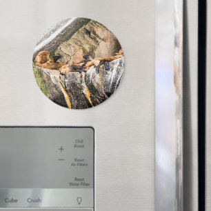 Aimant Lions De Mer Posés Sur Les Rochers