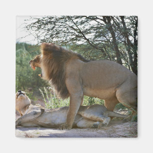 Aimant lions joignant, Panthera Lion, Kgalagadi