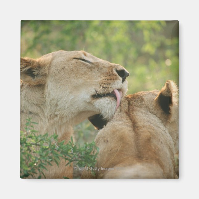 Aimant Lions, Panthera leo toilettage, Afrique du Sud (Devant)