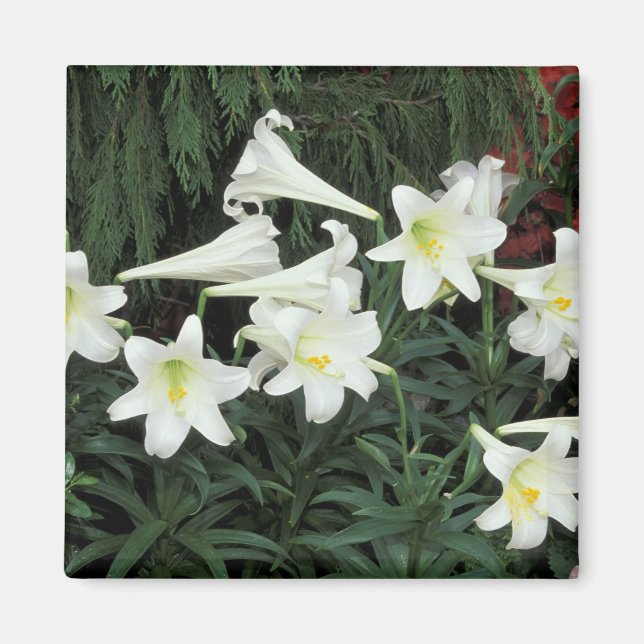 Aimant Lis de Pâques (Lilium regale) (Devant)