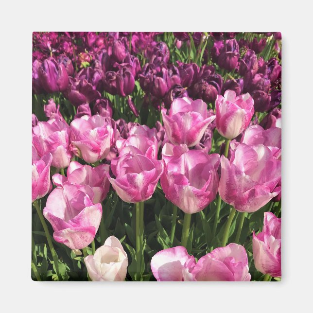 Aimant Lit de jardin pourpre et rose Tulip, Oregon (Devant)