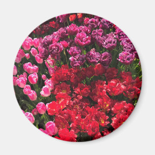 Aimant Lit de jardin rouge, violet et rose Tulip, Oregon
