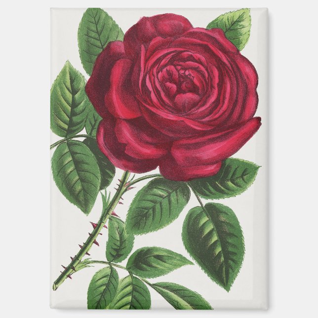 Aimant Lithographie de rose ancienne, François-Frédéric G (Recto)