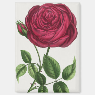 Aimant Lithographie de rose antique, François-Frédéric Gr