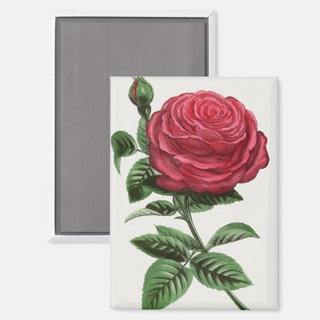 Aimant Lithographie de rose antique, François-Frédéric Gr (Recto/Verso)