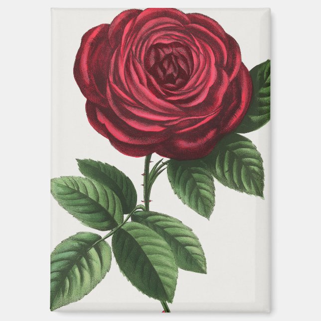 Aimant Lithographie de rose antique, François-Frédéric Gr (Recto)