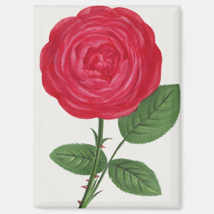 Aimant Lithographie de rose antique, François-Frédéric Gr