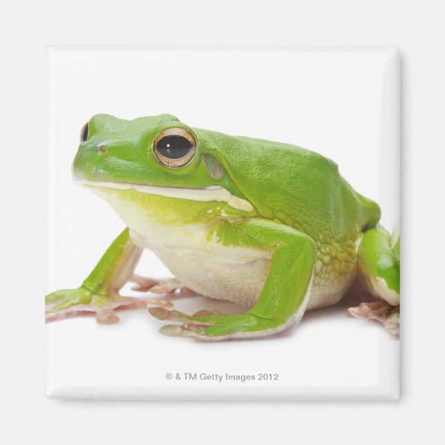 Aimant Litora Infrafrenata, Grenouille (Devant)