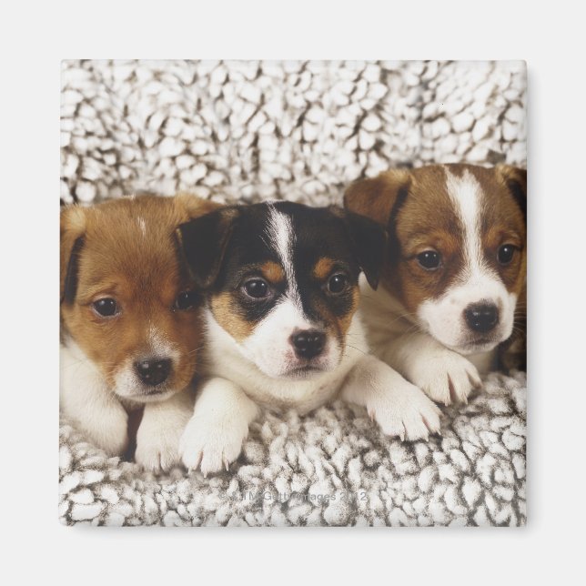 Aimant Litter de chiots (Devant)