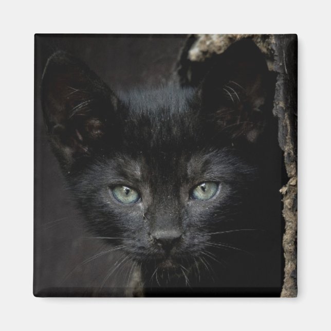 Aimant Little Black Kitty (Devant)