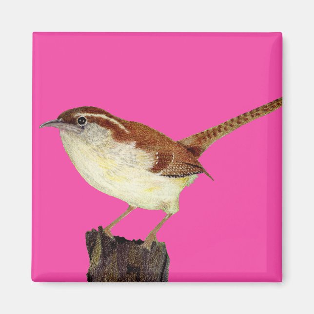 Aimant Little Wren (Devant)