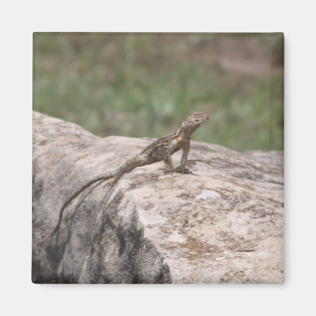 Aimant Lizard (Devant)