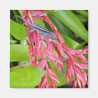 Aimant Lizard et beauté
