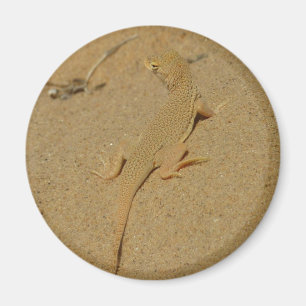 Aimant Lizard frange mojave