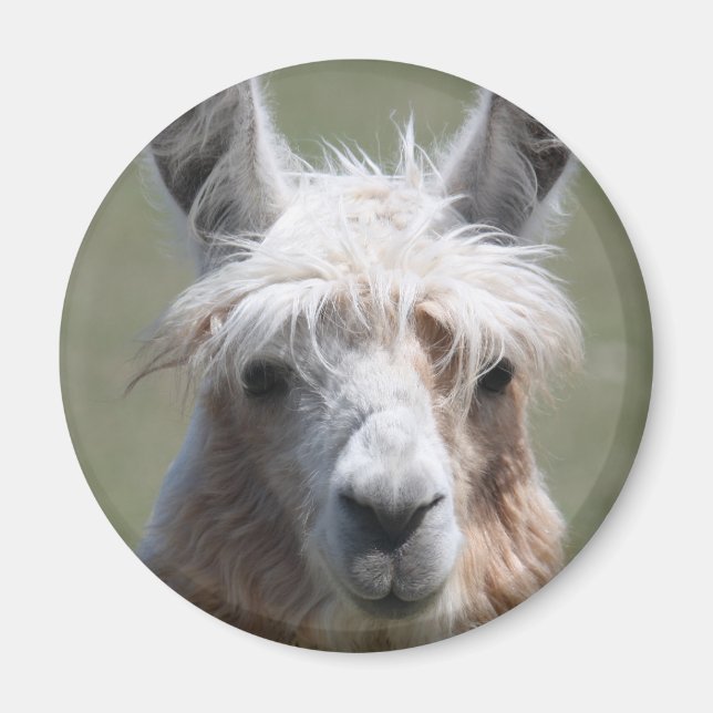 Aimant Llama (Devant)