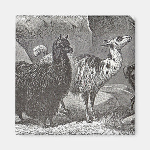 Aimant Llama Alpaca noir et blanc Andes Animal Art