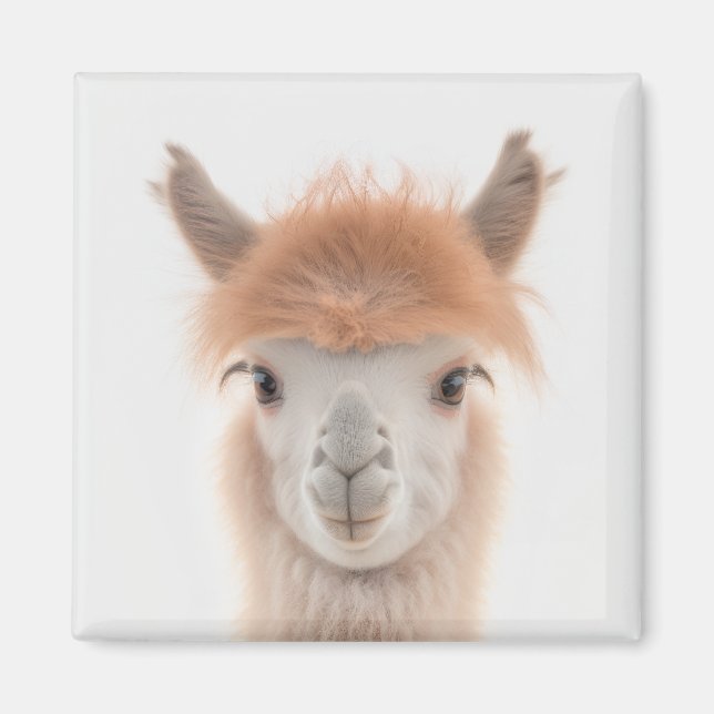 Aimant Llama Cute (Alpaca) | Collectable (Devant)