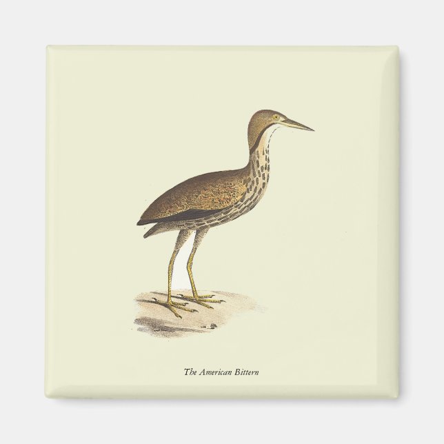 Aimant L'oiseau de Bittern américain (Botaurus lentiginos (Devant)