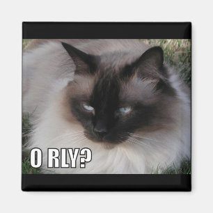Aimant LOLCat 4