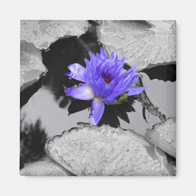 Aimant Lone Water Lily (Devant)
