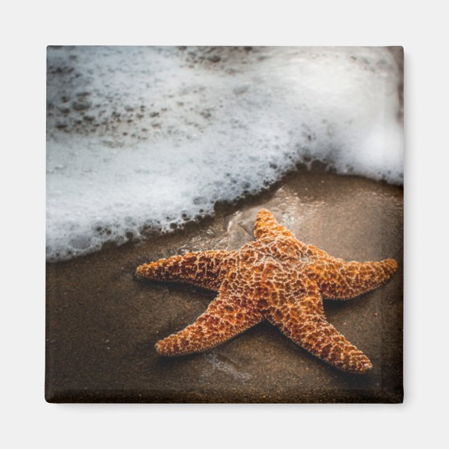 Aimant Lonely Starfish Sur La Plage (Devant)