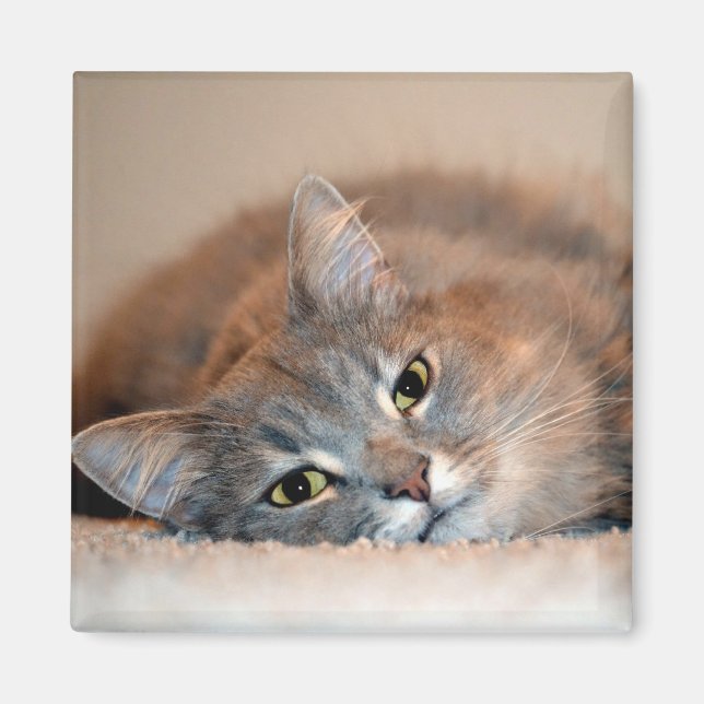 Aimant Long Haired Blue Russian Cat by Shirley Taylor (Devant)