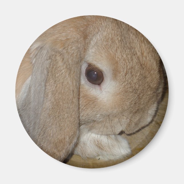Aimant - Lop Earl Lapin nain (Devant)
