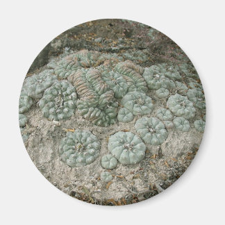 Aimant Lophora williamsii - Peyote