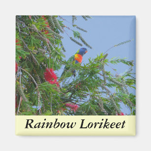 Aimant Lorikee arc-en-ciel