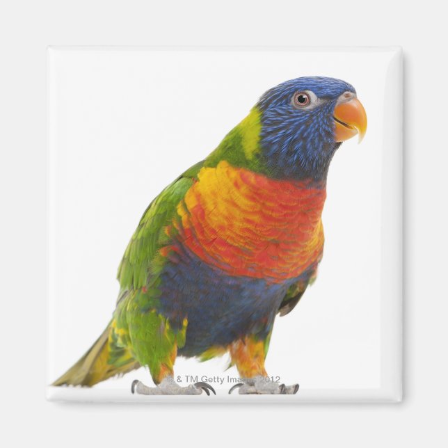 Aimant Lorikeet arc-en-ciel féminin - Trichoglossus (Devant)