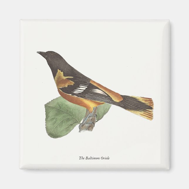 Aimant L'Oriole d'Or ou de Baltimore (Icterus galbula) (Devant)