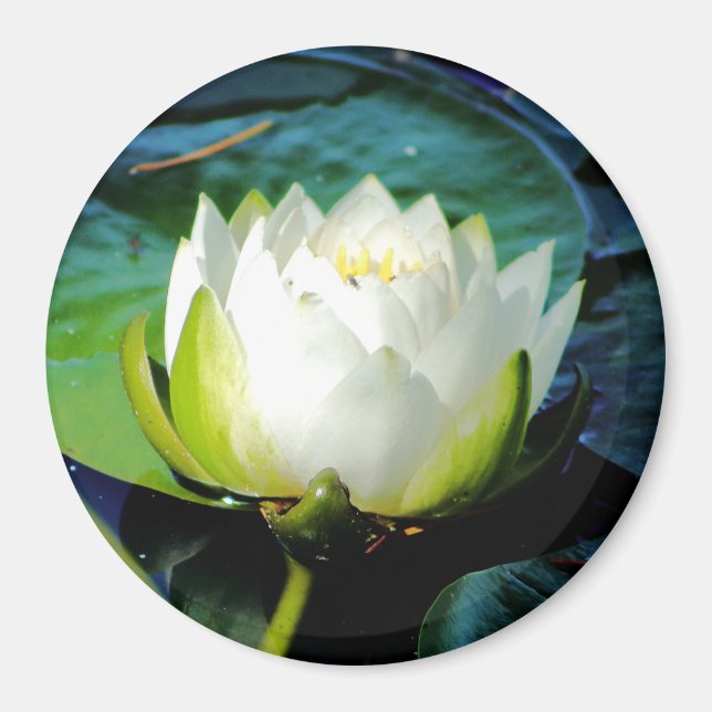 Aimant Lotus blanc brillant (Devant)