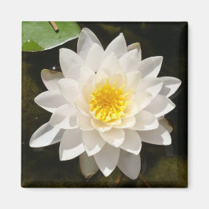 Aimant Lotus Nénuphar Blanc Flottant