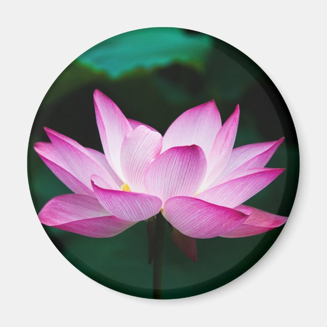 Aimant Lotus rose (Devant)