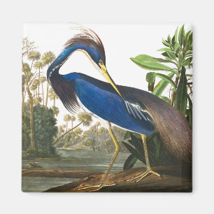 Aimant Louisiana Heron par John James Audubon