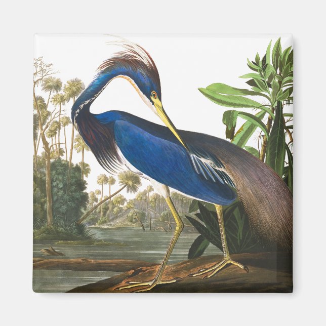 Aimant Louisiana Heron par John James Audubon (Devant)